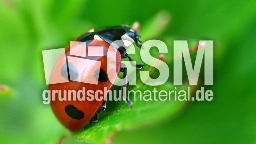 Siebenpunkt-Marienkäfer (5).jpg